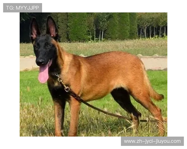 防守铁闸谁称雄：中超后卫与门将赛季数据权威排行